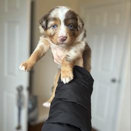 Cindy Lou - Red merle female Australian Shepherd puppy in Tyner, Kentucky from Lil’ Town Aussies