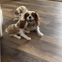 Cavalier King Charles Spaniel Puppies from Mia Loves Kingston Cavaliers
