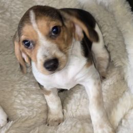 Beagle puppies from At home