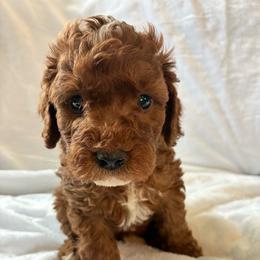 Pooh - Red and white male Cockapoo puppy in Adrian, Oregon from ApplebyFarm