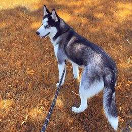 Siberian Huskies from Sunrise Siberians