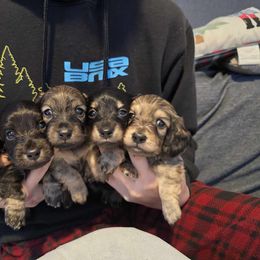 Beagle, Cardigan Welsh Corgi, Dachshund, and Pembroke Welsh Corgi Puppies from Nukee Beagles and Corgis
