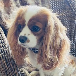 Trixie - Cavalier King Charles Spaniel
