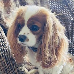 Trixie - Cavalier King Charles Spaniel