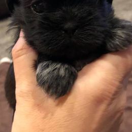 Shih Tzus from Shih_tzufam3