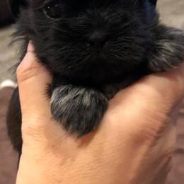 Shih Tzus from Shih_tzufam3