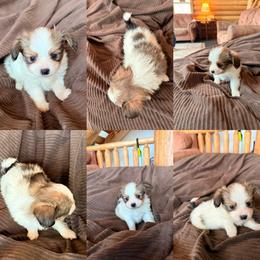 Spot - White and sable male Papillon puppy in Powell, Wyoming from Heart Mountain Kennels