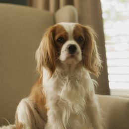 PIPER - Cavalier King Charles Spaniel