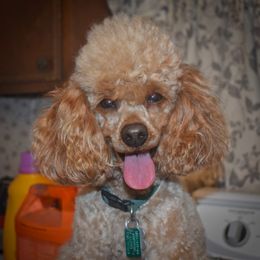 Cockapoo, Cocker Spaniel, and Poodle All Grown Up from The Cocker Cingdom