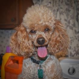 Cockapoo, Cocker Spaniel, and Poodle All Grown Up from The Cocker Cingdom