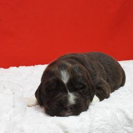 Bruno Yellow Collar-Male - Brown male Newfoundland puppy in Dalton, Ohio from Newfforu