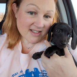 Dachshund Puppies from Goldie Girls Ranch Dachshunds