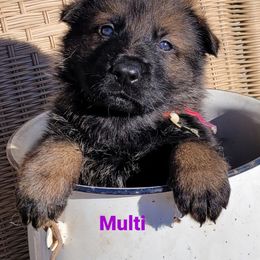 German Shepherd Puppies from Argohof Shepherds