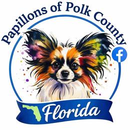 Papillon puppies from Papillon's of Polk County Florida