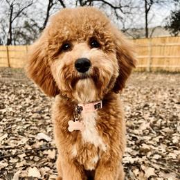 Finley Jo - Goldendoodle
