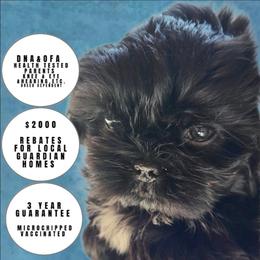 Ms. Peanut OFA tested parents - Black female Shih Tzu puppy in Troutville, Virginia from Mountain Pass Barn