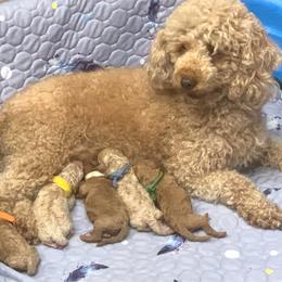 Poodle puppies from BA Mini Poodles