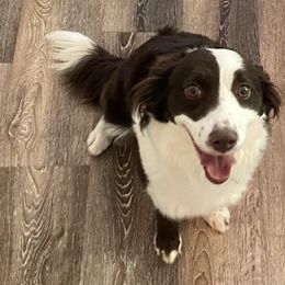 Aussiedoodle Puppies from Ever After Mini Doodles