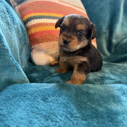 Male 2 - Black and tan male Morkie puppy in Ludlow, Missouri from Countryside Doodles and Mohr
