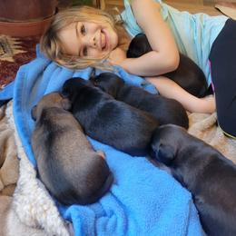 American Hunt Terrier and German Shepherd Puppies from Bayou Valley Shepherds and American Hunt Terriers