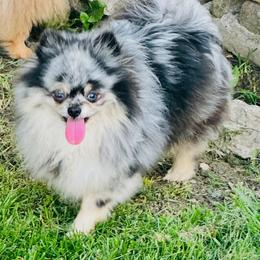 Yuca - Pomeranian