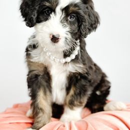 Bernedoodle, Goldendoodle, Golden Retriever, and Poodle Puppies from Camp Doodle Woods