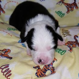 Australian Shepherd Puppies from Purple Tyger Creations