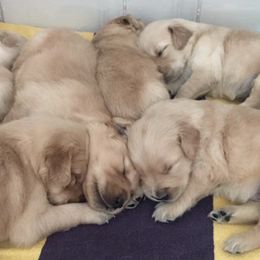 Golden Retrievers from Barrington's Golden Retrievers