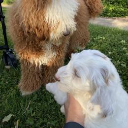 Goldendoodle Puppies from Halo Doodles