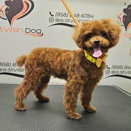 Sue - Red  female Poodle puppy in San Diego, Temecula, Ontario, California from Yorkie & Maltese Royalty