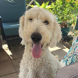 Will-O - Goldendoodle