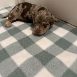 Lily - Dapple Dachshund puppy in Kingston, Illinois from Oak Bridge Farm