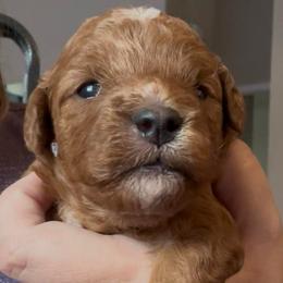 Abby Cadabby - Red female Cavapoo puppy in Liberty Hill, Texas from Cuddlebug Cavapoos of Austin