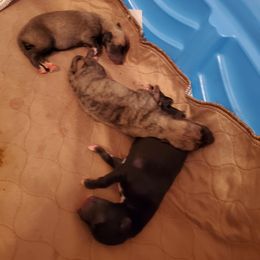 Whippet Puppies from Clarriott Whippets