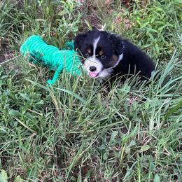 Pink collar girl - Black tri-color female Australian Shepherd puppy in Hartville, Missouri from Stamper K9’s