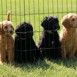 Australian Cobberdog Puppies from Lively Acres Cobberdogs