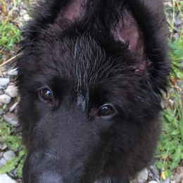 Shiloh Shepherd Puppies from Solace Shilohs