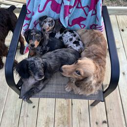 Dachshund Puppies from Golden Creek Farm