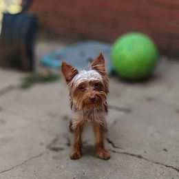 Lux - Yorkshire Terrier