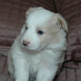 Border Collie Puppies from Blackbow