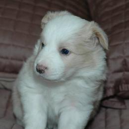 Border Collie Puppies from Blackbow