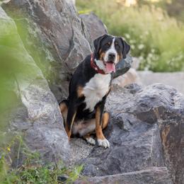 Liberty/Libby - Greater Swiss Mountain Dog