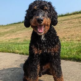 Dax - Bernedoodle