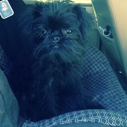 Bernese Mountain Dog and Brussels Griffon Puppies from Brooks Berner Bears