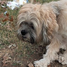 Snuggies - Lhasa Apso