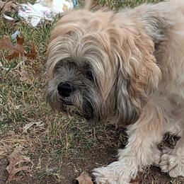 Snuggies - Lhasa Apso