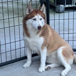 Aura - Brown and white Siberian Husky puppy in Kingstree, South Carolina from FurryPawKennel