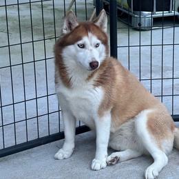 Aura - Brown and white Siberian Husky puppy in Kingstree, South Carolina from FurryPawKennel