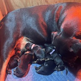 1st pick male - Black and mahogany male Rottweiler puppy in Beebe, Arkansas from Rottweilers Vom Haus Forte