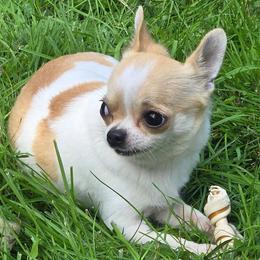 Sienna - Chihuahua